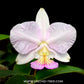 Cattleya nobilior var. Amaliae x Pefection - BS
