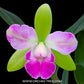 Cattleya Yen Corona 'Genie' Orchid Plant - BS