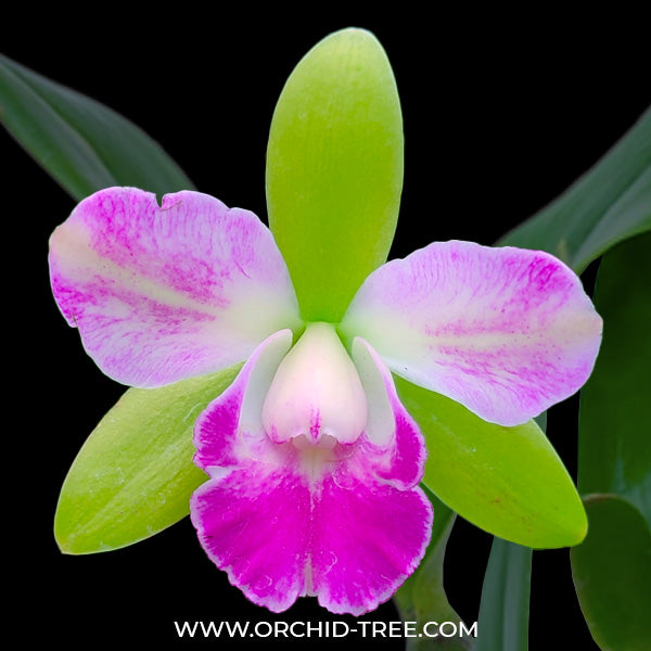 Cattleya Yen Corona 'Genie' Orchid Plant - BS