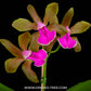 Cattleya bicolor sp. - BS