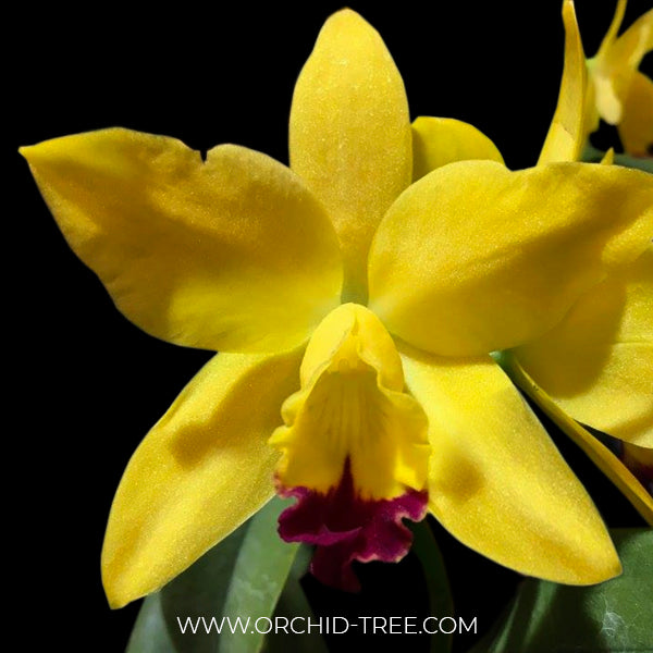 Cattleya Love Love Rich Orchid Plant - BS (Miniature)