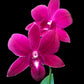 Dendrobium Charak Red - BS
