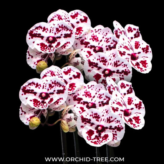 Phalaenopsis Charming Dalmatian Orchid Plant - FF