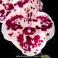 Phalaenopsis Charming Dalmatian - BS