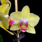 Phalaenopsis Charming Green Sugar - FF