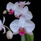 Phalaenopsis Charming Gem Stripes Orchid Plant - FF