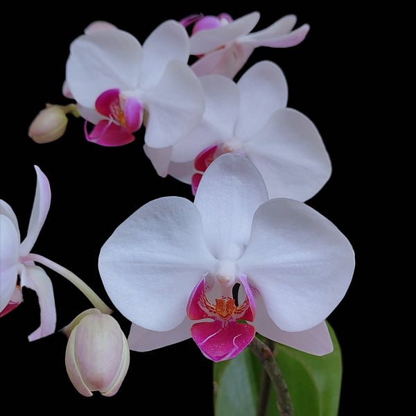 Phalaenopsis Charming Gem Stripes Orchid Plant - FF