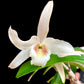 Dendrobium Jairak Chaste - FF