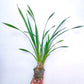 Cymbidium (HTC) Chen's Ruby - BS - Buy Orchids Plants Online by Orchid-Tree.com