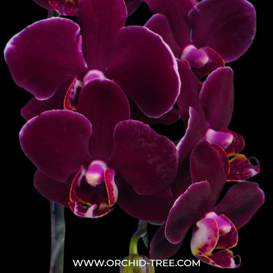 Phalaenopsis Chain Red Jewel Orchid Plant - FF