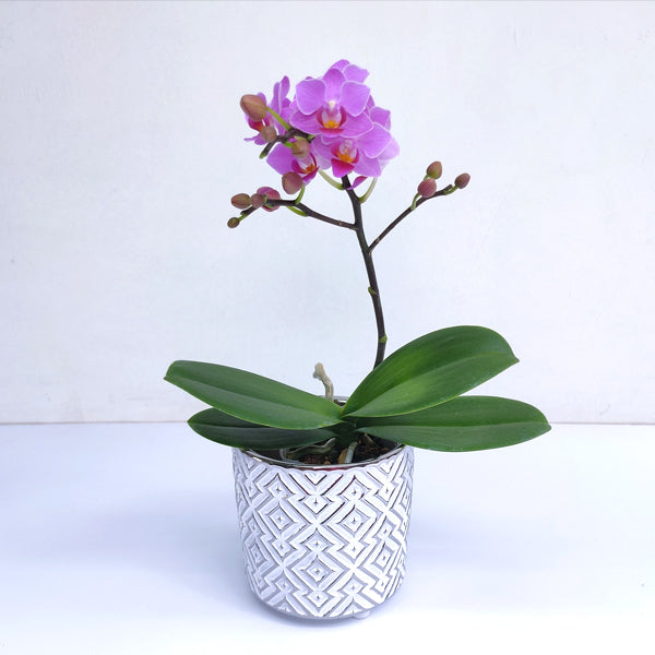 Chiba Ceramic Pot