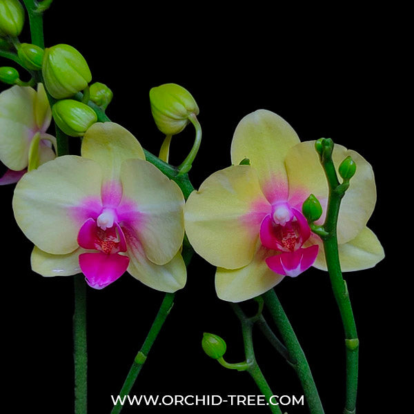 Phalaenopsis Ching Ann Angel - FF