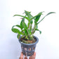 Cattleya (Lc.) Chocolate Drops - BS