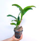 Cattleya (Rth.) Chomyong Fairy - BS