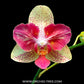 Phalaenopsis Chi-Yueh Kaleidoscope - FF