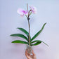 Phalaenopsis Cinderella's Love - BS