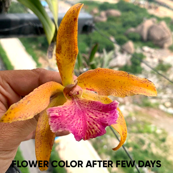 Cattleya (Cahuzacara) Jairak Conure - Without Flowers | MS