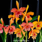 Cattleya (Blc.) Copper Queen - BS