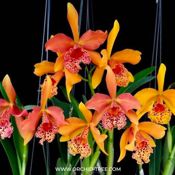 Cattleya (Blc.) Copper Queen - BS