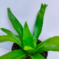 Crissie Fern | Small - Buy Orchids Plants Online by Orchid-Tree.com