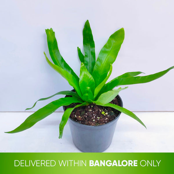 Crissie Fern | Small - Buy Orchids Plants Online by Orchid-Tree.com