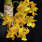 Cycnodes Jumbo Puff - BS - Buy Orchids Plants Online by Orchid-Tree.com