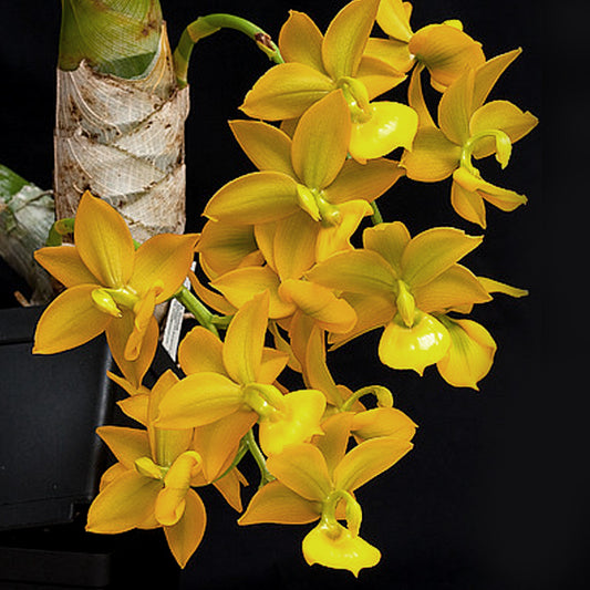 Cycnodes Jumbo Puff - BS - Buy Orchids Plants Online by Orchid-Tree.com