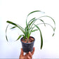 Cymbidium Tiger Tail -| BS