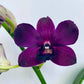 Dendrobium Dark Blue - Without Flowers | BS - Buy Orchids Plants Online by Orchid-Tree.com