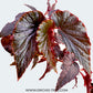 Begonia Big Pot Plants | 3 Varieties