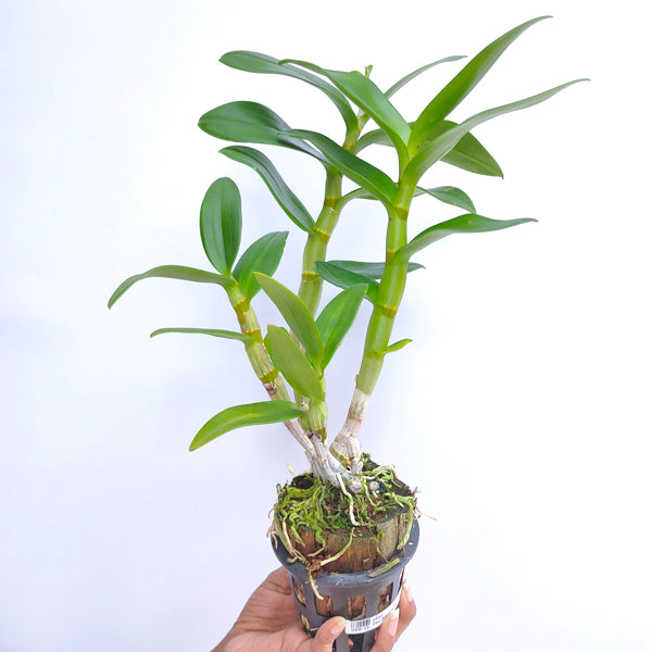 Dendrobium Black Blue - FF - Buy Orchids Plants Online by Orchid-Tree.com