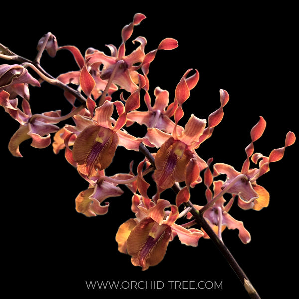 Dendrobium Jairak Antelope Tangerine - FF