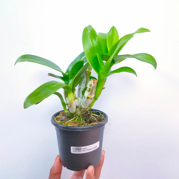 Dendrobium Nopporn Gold Orchid Plant- FF