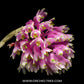 Dendrobium Oharano - BS