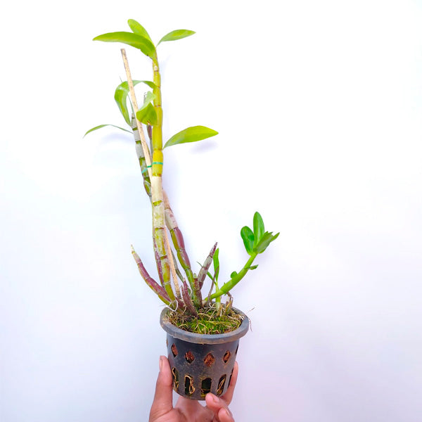 Dendrobium Oharano - BS
