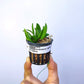 Dendrobium rigidum sp. - Without Flowers | SS