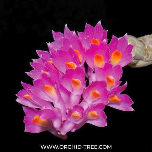 Dendrobium secundum sp. - BS - Buy Orchids Plants Online by Orchid-Tree.com