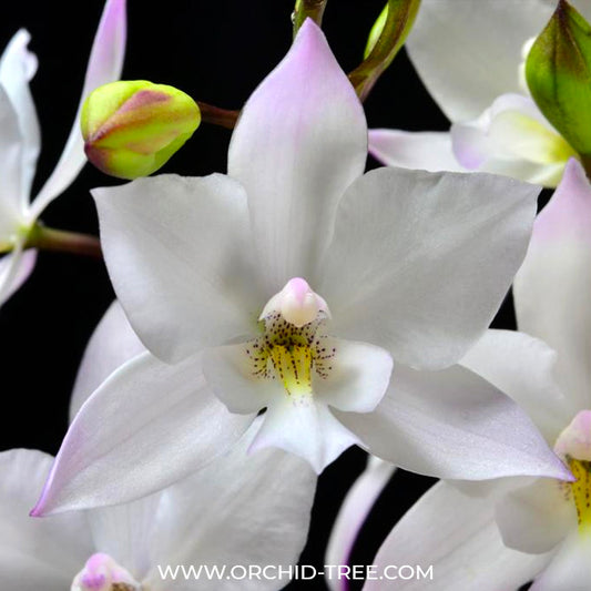 Cattleya Snowflake (Dialaelia Snowflake) Orchid plant - BS