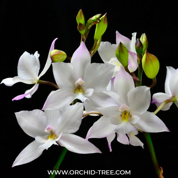 Cattleya Snowflake (Dialaelia Snowflake) Orchid plant - BS