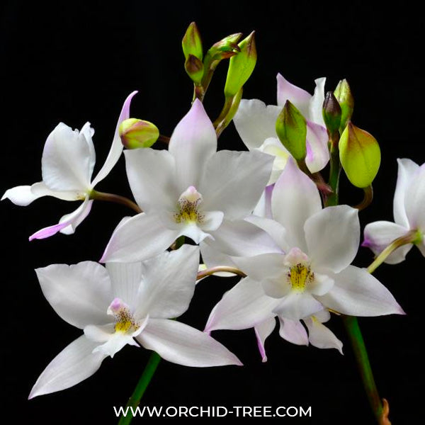 Cattleya Snowflake (Dialaelia Snowflake)- BS