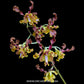 Dendrobium Jairak Spider No. 584 x discolor - BS
