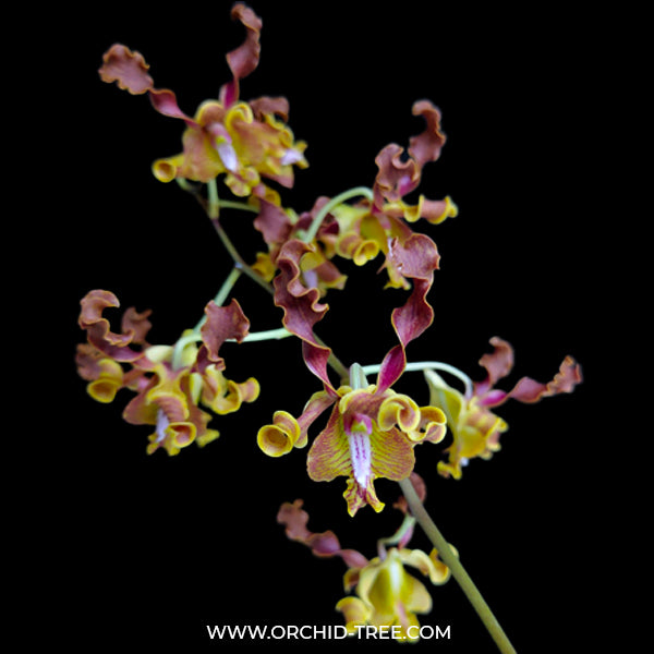 Dendrobium Jairak Spider No. 584 x discolor - BS