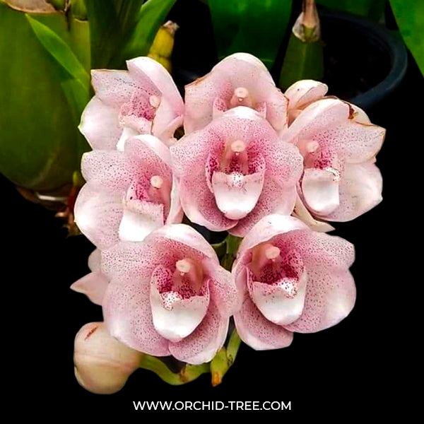 Peristeria Parotia | Pink Dove Orchid - BS