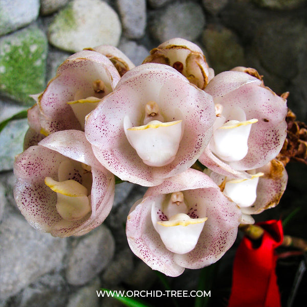 Peristeria Parotia | Pink Dove Orchid - BS