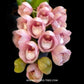 Peristeria Parotia | Pink Dove Orchid - BS