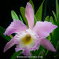 Cattleya Rlc.Duh's White 'Peppa Pig'  - BS