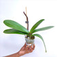 Phalaenopsis Lianher Duo Er-Guen -  FF - Buy Orchids Plants Online by Orchid-Tree.com