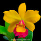 Cattleya Edgard Stars - BS