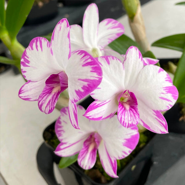 Dendrobium Enobi Splash Orchid Plant- BS