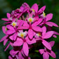 Epidendrum Pink - Without Flower | BS - Buy Orchids Plants Online by Orchid-Tree.com